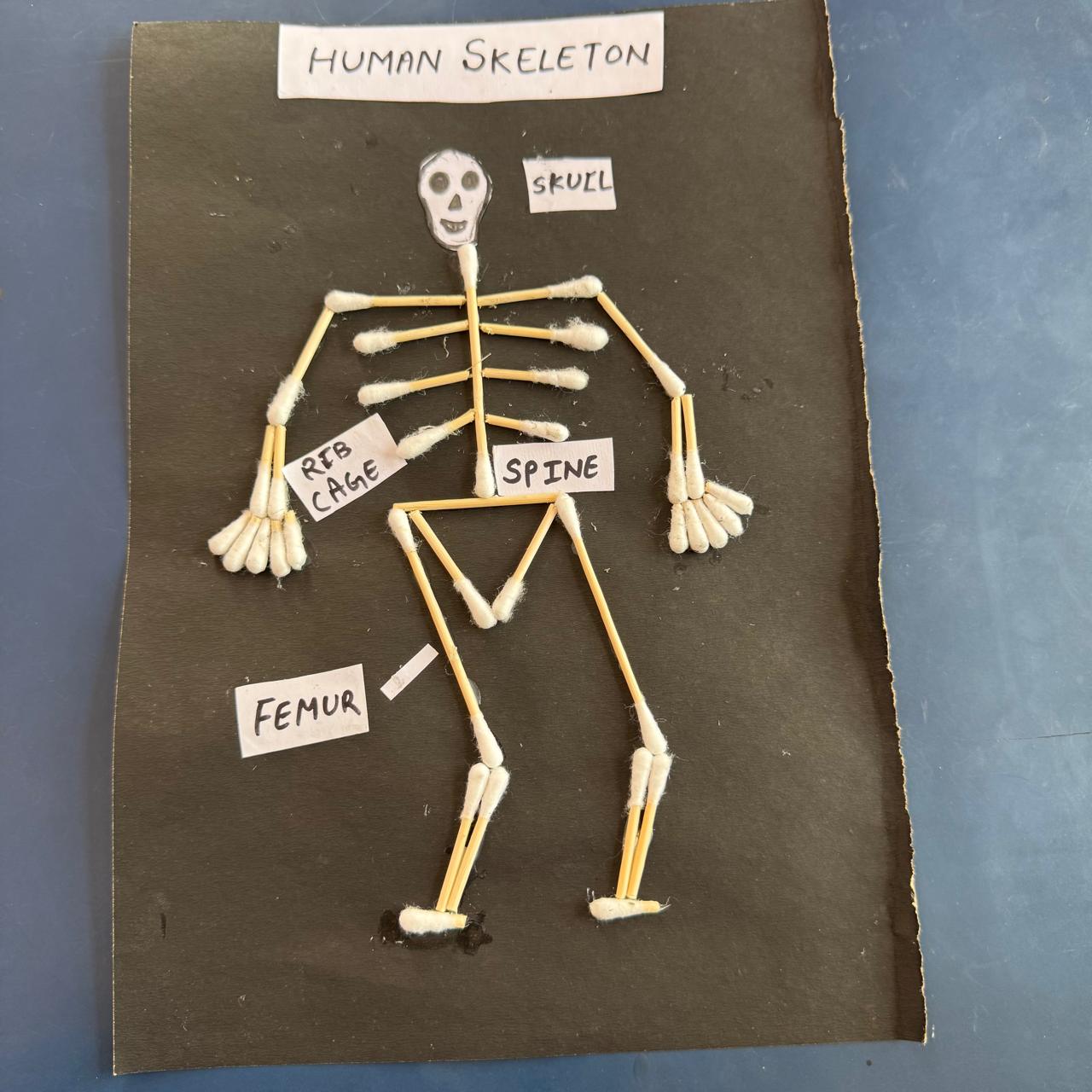 Human Skeleton Model