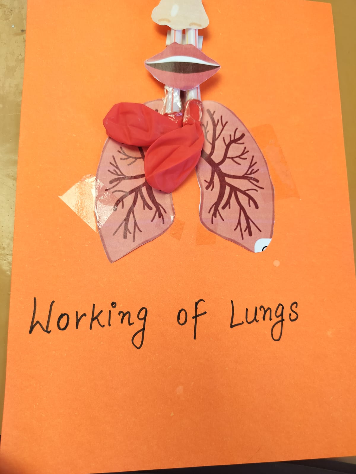 Working of Lungs